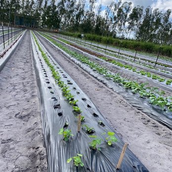 Kai-Kai Farm - rows of newly planted crops - Farmers Market Near Me - Indiantown, Florida Kai-Kai Farm - rows of newly planted crops - Farmers Market Near Me - Indiantown, Florida