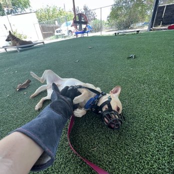 Sit Means Sit Cibolo - Tunechi enjoying pets from a trainer! - Pet Training Near Me - Marion, Texas