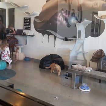 Cat & Craft - Coffee & Tea Near Me - Vista, California Cat & Craft - Coffee & Tea Near Me - Vista, California