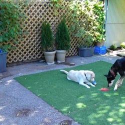 Woof! Dog Shop & Daycare - Outdoor Space for Play!