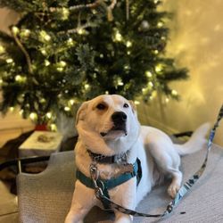 LA Dog Behaviorist - Australian cattle dog sits in front of a glowing Christmas tree