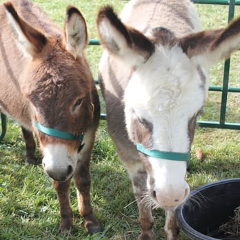 Hickory Apple Fest - miniature donkeys - Festivals Near Me - Hickory, Pennsylvania Hickory Apple Fest - miniature donkeys - Festivals Near Me - Hickory, Pennsylvania