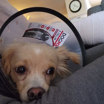 Canyon Animal Hospital - Had to use the cone to keep her from scratching - Veterinarians Near Me - Phoenix, Arizona Canyon Animal Hospital - Had to use the cone to keep her from scratching - Veterinarians Near Me - Phoenix, Arizona