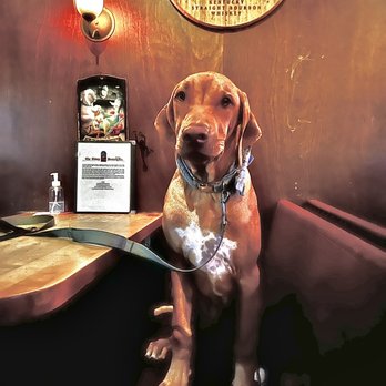 Stoney's Grub and Pub - a dog sitting in a booth - Pubs Near Me - Independence, Kansas Stoney's Grub and Pub - a dog sitting in a booth - Pubs Near Me - Independence, Kansas