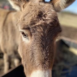 Mountain Home Berry Farm - Look at this sweet donkey!