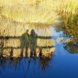 Late afternoon Bayou Walk offered a perfect silhouette!