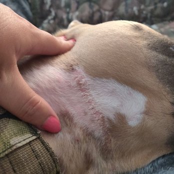 Bob Smith- K9 Association - Rope burn still present 4 days later - Pet Training Near Me - Tacoma, Washington Bob Smith- K9 Association - Rope burn still present 4 days later - Pet Training Near Me - Tacoma, Washington