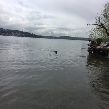 Magnuson Park Off-Leash Area - Swimming like a fish lol - Dog Parks Near Me - Seattle, Washington