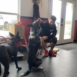 Mayday Dog Training
