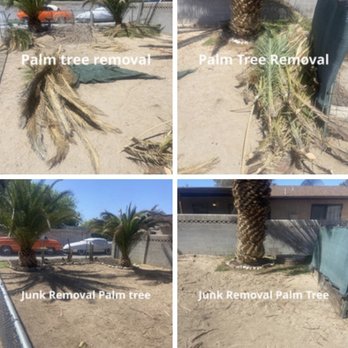 We-Haul - Palm tree removal - Junk Removal & Hauling Near Me We-Haul - Palm tree removal - Junk Removal & Hauling Near Me