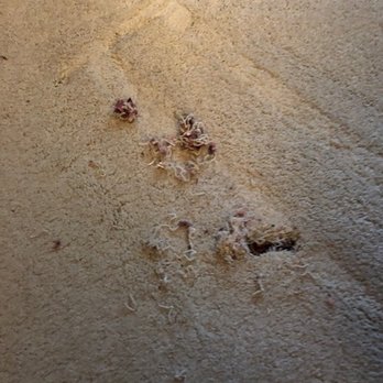 Roy Electric - The hole drilled through the ceiling that damaged the carpet on my upstairs floor. - Electricians Near Me - Cary, North Carolina
