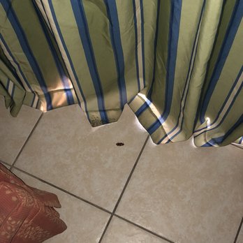Makai Beach Lodge - Dead cockroach ( was more but got this guy) - Resorts Near Me - Ormond Beach, Florida Makai Beach Lodge - Dead cockroach ( was more but got this guy) - Resorts Near Me - Ormond Beach, Florida