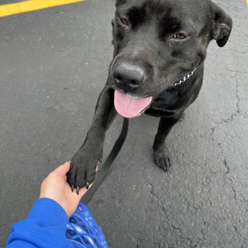 Dog Gone Worth It - Pet Training Near Me