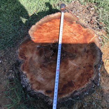Triplett's Stump Grinding - Big or small, we can do it all - Tree Services Near Me - Charlotte, North Carolina Triplett's Stump Grinding - Big or small, we can do it all - Tree Services Near Me - Charlotte, North Carolina