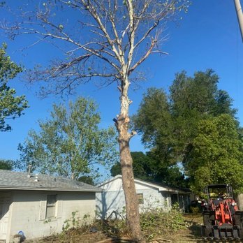 All American Tree Specialist - diseased tree dangerously close to the house - Tree Services Near Me - Deltona, Florida All American Tree Specialist - diseased tree dangerously close to the house - Tree Services Near Me - Deltona, Florida