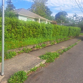 Luis Bravo Landcare - Frontyard before - Pressure Washers Near Me Luis Bravo Landcare - Frontyard before - Pressure Washers Near Me