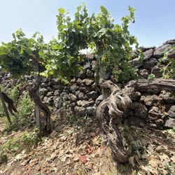 Fischetti - 170-yr old vine