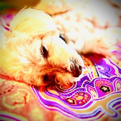 All Pets Veterinary Hospital - Buddy's resting