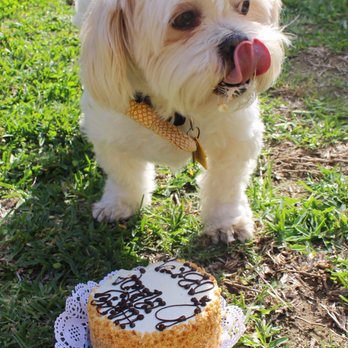 The Dog Bakery - Happy Birthday OBEY - Pet Stores Near Me - Pasadena, California