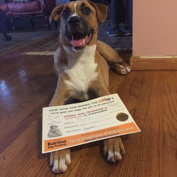 Karma Dog Training - Simba passed his graduation test!!! We are soooooo proud!!! - Dog Walkers Near Me - Anaheim, California