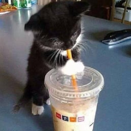  a black and white cat drinking from a plastic cup