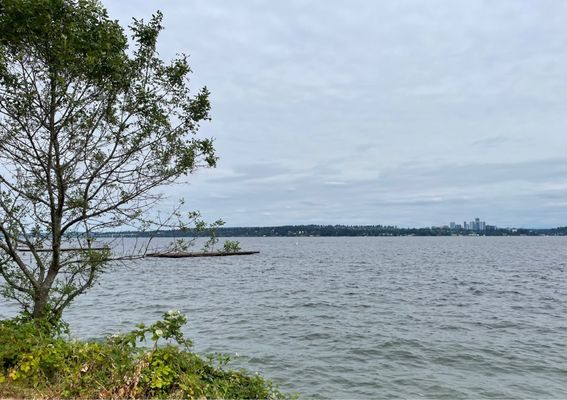 Madrona Park by null
