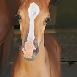 Jack Tone Ranch - 1 month old colt by Sun Fad Diego x Fadz Jesze.  Beautiful chestnut colt, Jesze's first-born, is special!