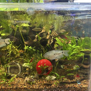 The Love Aquarium - Gorgeous tank display right in the front - Aquarium Services Near Me - Escondido, California The Love Aquarium - Gorgeous tank display right in the front - Aquarium Services Near Me - Escondido, California