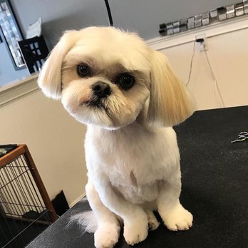 Seaside Pet Spa - Pet Groomers Near Me - Scituate, Massachusetts