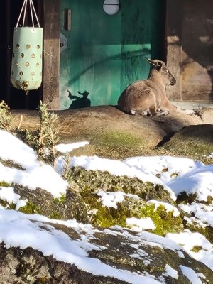 Hellabrunn Zoo by null