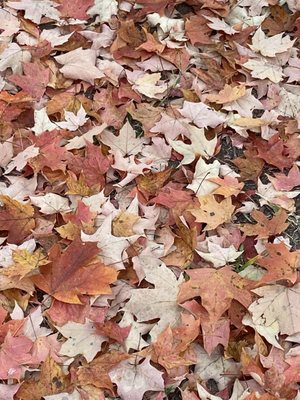 Chastain Park by null