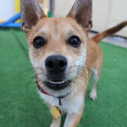 Central Bark Doggy Day Care