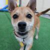 Central Bark Doggy Day Care gift card