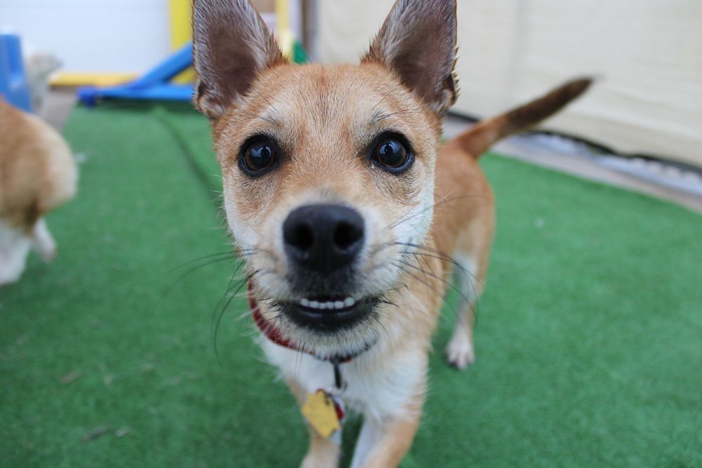 Central Bark Doggy Day Care - pet boarding facility in Broadview Heights, OH