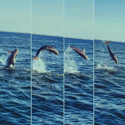 Hubbard's Marina - Dolphin showing off for our dolphin watching nature cruise and eco tour at Hubbard's Marina http://HubbardsMarina.com