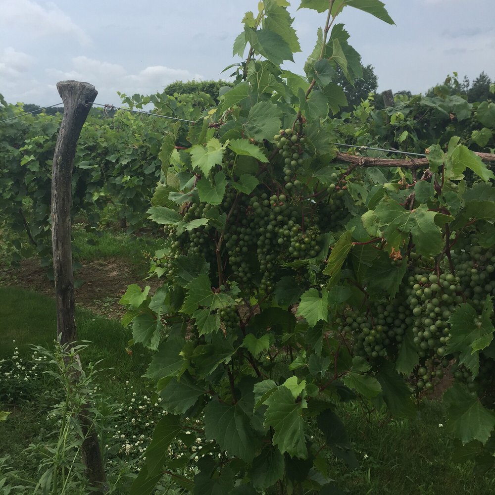 La Vida Loca Winery - a bunch of grapes growing on a vine - Wineries Near Me - Indianola, Iowa La Vida Loca Winery - a bunch of grapes growing on a vine - Wineries Near Me - Indianola, Iowa