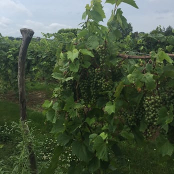 La Vida Loca Winery - a bunch of grapes growing on a vine - Wineries Near Me - Indianola, Iowa La Vida Loca Winery - a bunch of grapes growing on a vine - Wineries Near Me - Indianola, Iowa