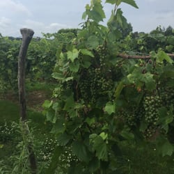 La Vida Loca Winery