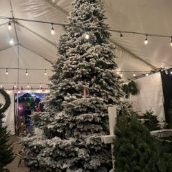 Mr. Jingle's Christmas Trees - Flocked tree