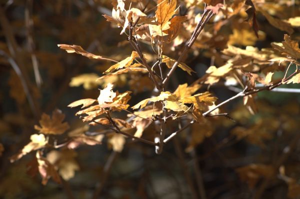 ABQ BioPark - Botanic Garden by null