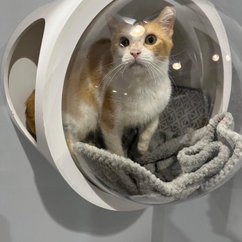 Happy Cat Cafe - The kitties have all sorts of places to climb - Coffee & Tea Near Me - Grand Rapids, Michigan