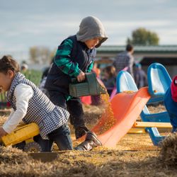 Shipshewana Corn Maze