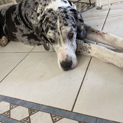 BluePearl Pet Hospital - Of course I'm not looking at you Mom.