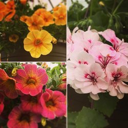 Faulkner's Nursery - Come in and see our perennial selection today!