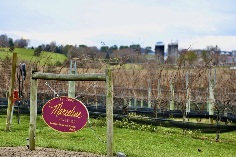 Marceline Vineyards Logo