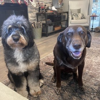 Fluffy Friends - Dog - Pet Groomers Near Me Fluffy Friends - Dog - Pet Groomers Near Me