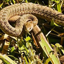 Fenney Springs Nature Trail - Ssslithering through Sunday morning.
