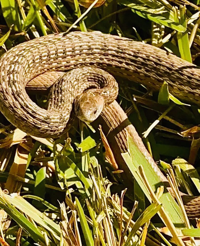 Fenney Springs Nature Trail Image