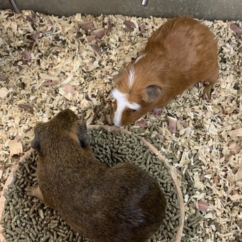 Pet City - Pet Stores Near Me - Whittier, California