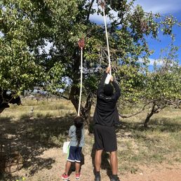 My kiddos harvesting fruit.